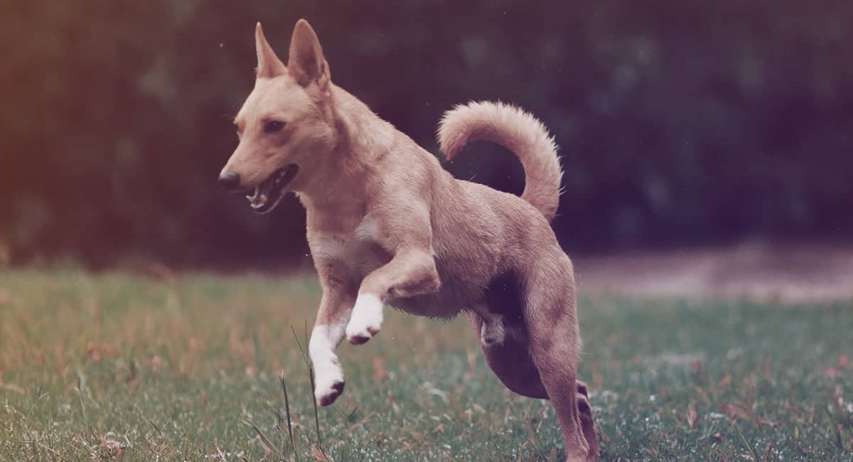 Pet Services Pet Services