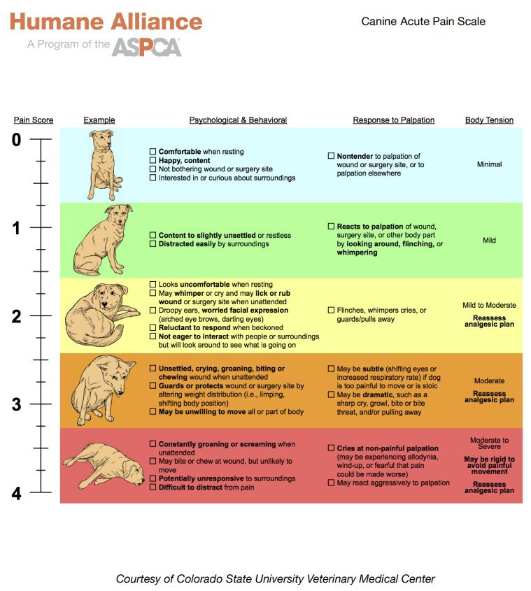 Recognizing and managing pain in dogs and cats, Ouch!