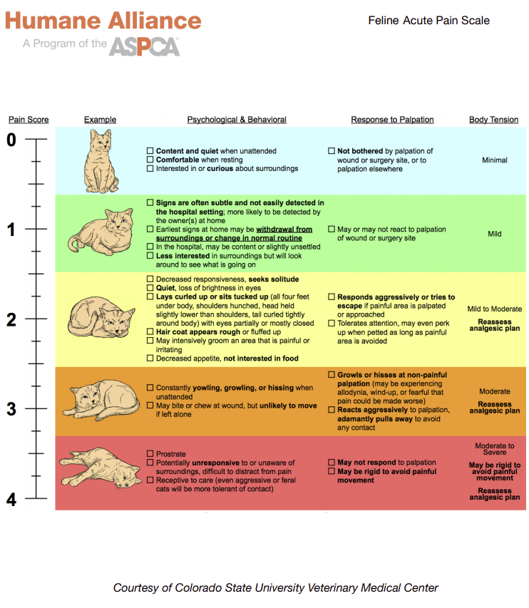 Recognizing and managing pain in dogs and cats, Ouch!