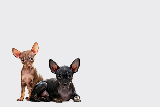 Pet Services